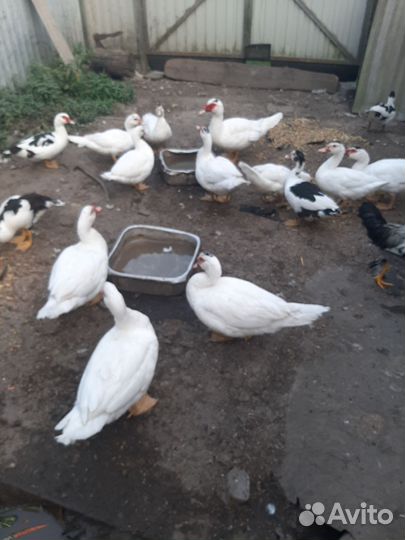 Индоутки белые