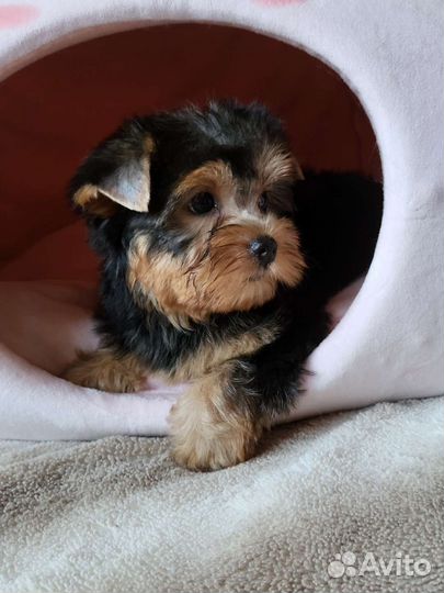 Йоркширский терьер щенки