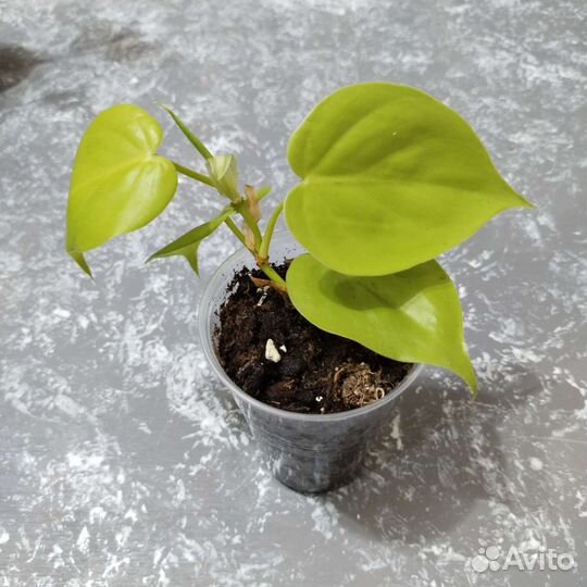 Монстера манки маск сциндапсус эпик фил гинура