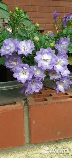 Кампанула невеста и жених