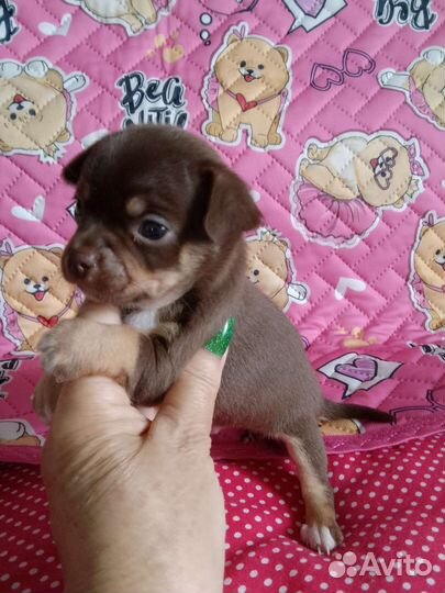 Мальчик модный окрас