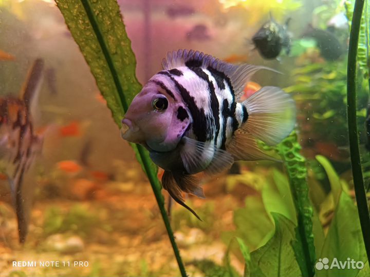 Аквариумные рыбки