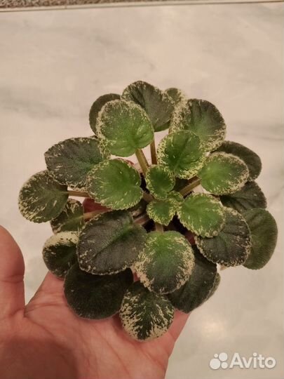 Фиалки цветущие