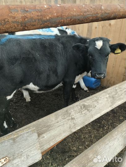 Корова дойная и бычки телята