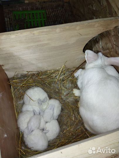 Кролики разных пород