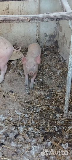 Поросята ландрас