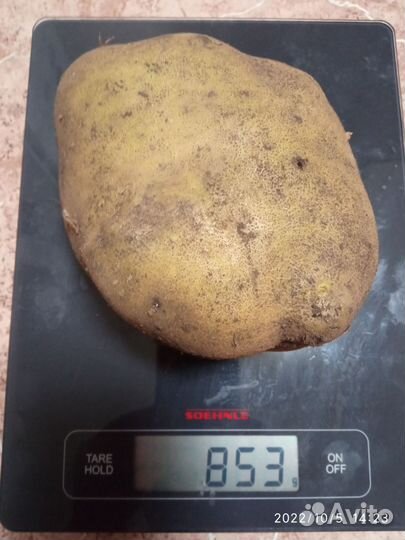 Картофель семенной 