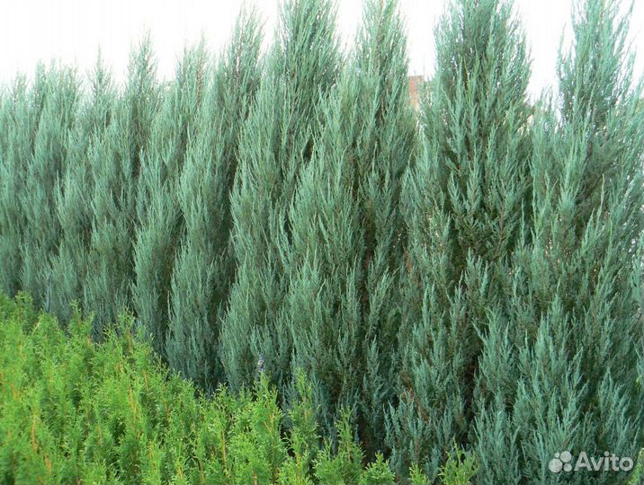 Можжевельник скальный Скайрокет