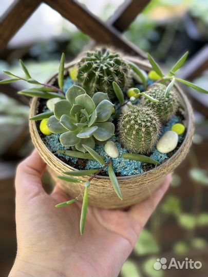 Флорариум из суккулентов