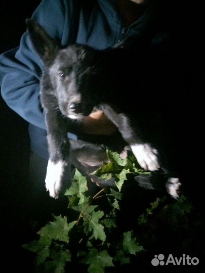Отдам собак бесплатно есть один кабель 3 сучки