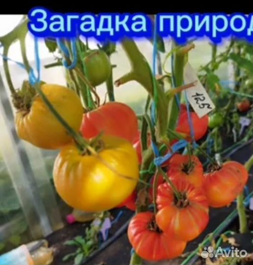Семена Коллекционные сорта