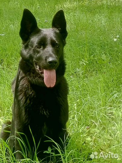 Дрессировка собак