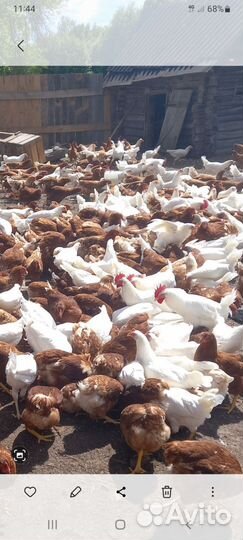 Куры молодки несушки