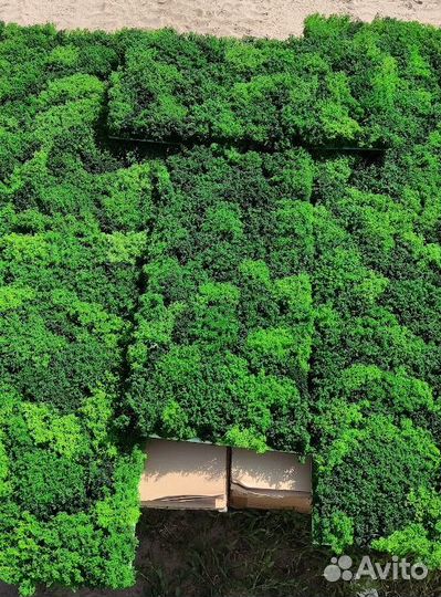 Насыщенный стабилизированный мох от производителя