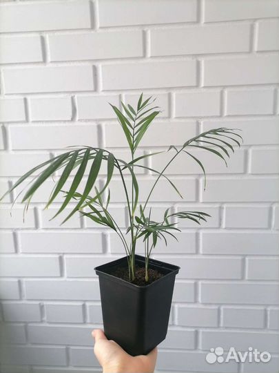 Пальма Хамедорея