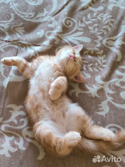 Котенок рыжий шотландец