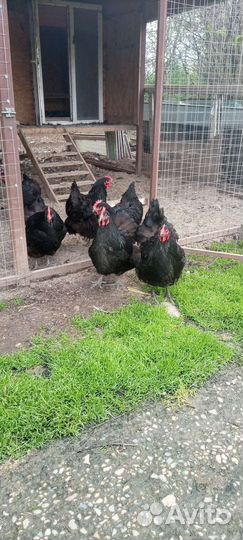 Цыплята - микс