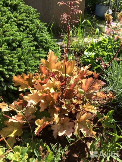 Садовые цветы