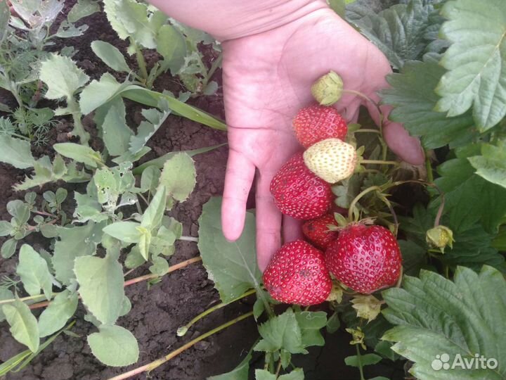 Рассада клубники