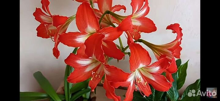 Гиппиаструм