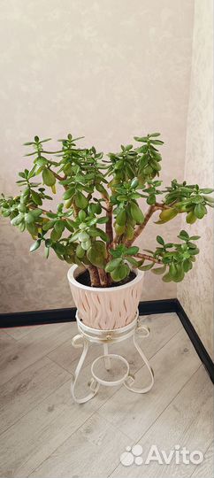 Крассула Толстянка денежное дерево