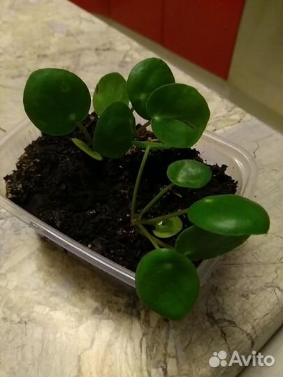 Пилея пиперомиевидная