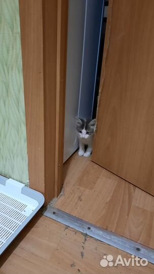 Котята пушистики