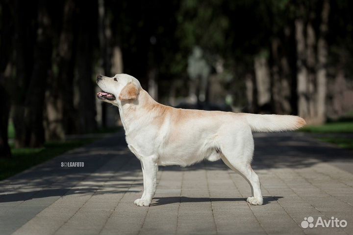 Кобель лабрадора вязка