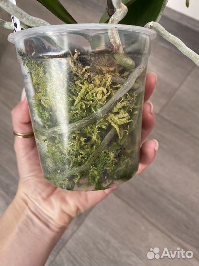 Цветет. Полубабочка. Орхидея