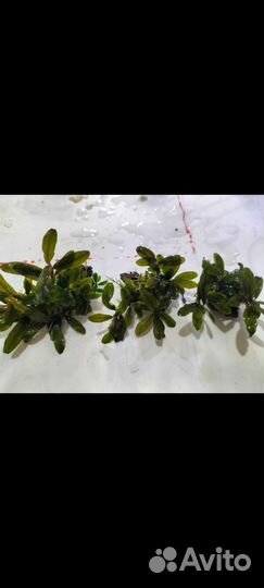 Буцефаландры