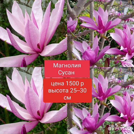 Магнолия