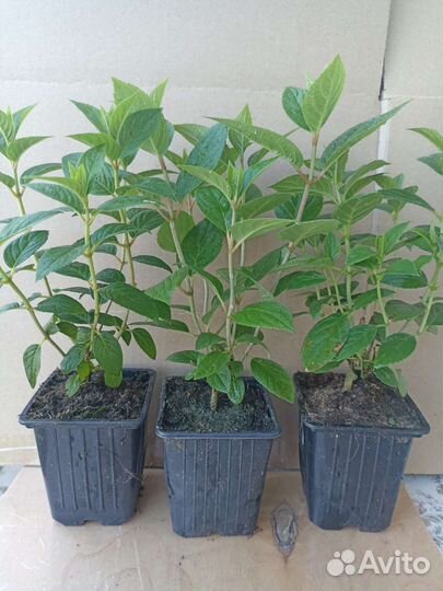 Микс из 3 гортензий