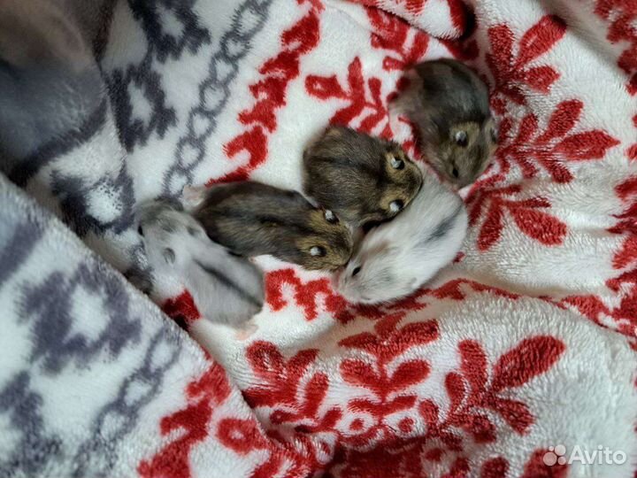 Джунгарский хомяки ручные