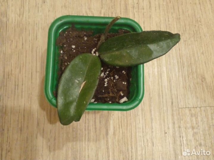 Хойя триколор