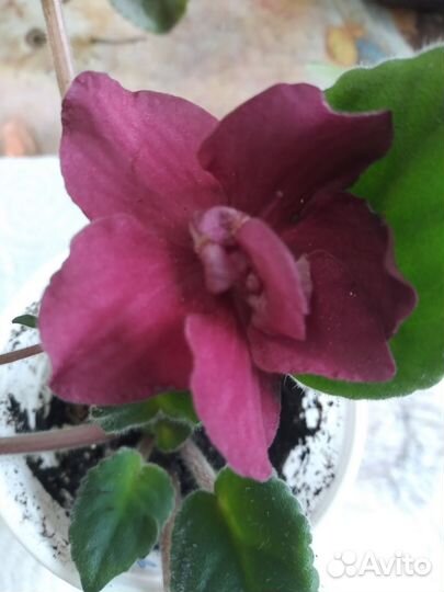 Цветущие фиалки