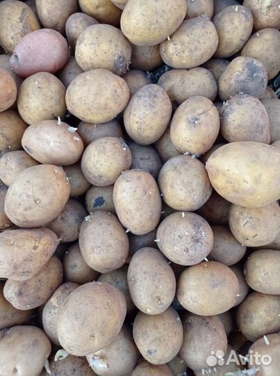 Картофель семена