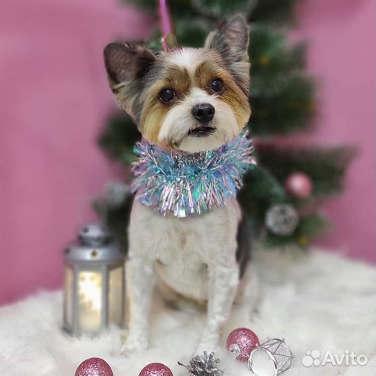 Стрижка собак и кошек (тримминг)