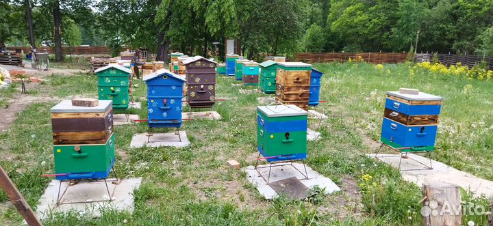 Медок 2023, соты, перга, помор, воск, прополис