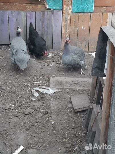 Яйца цесарок инкуационые
