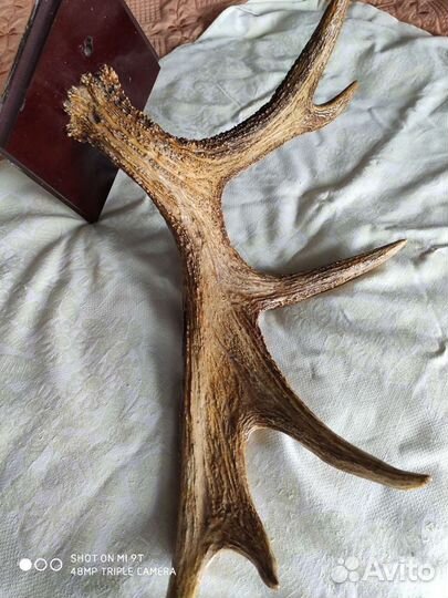Вешалка аксессуар Рога лося