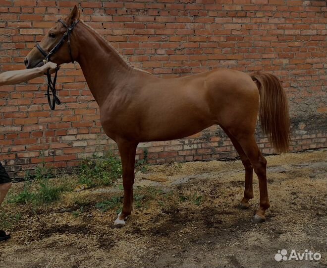 Жеребец чистокровной арабской породы 2х лет