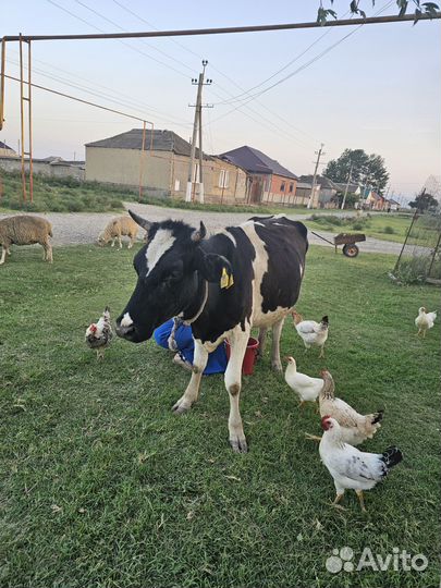 Корова дойная