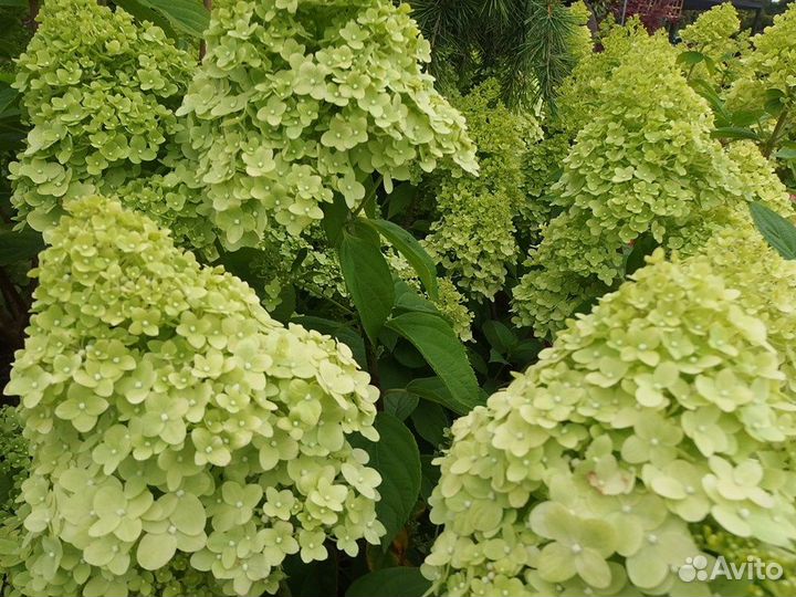 Гортензии метельчатые