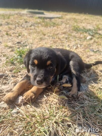 Собака в добрые руки отдам бесплатно