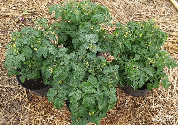 Томат Балконное Чудо