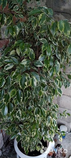 Фикус бенджамина, бугенвиллии