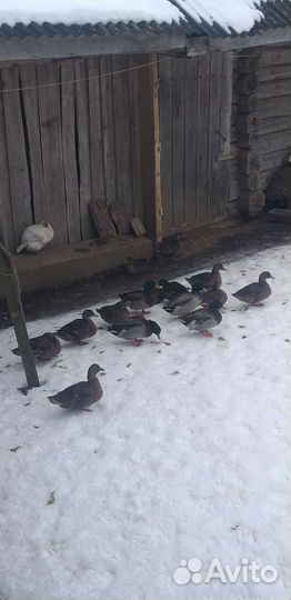 Утки подсадные для охоты