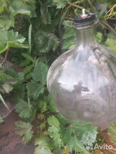 Бутыль стеклянная 50 литров
