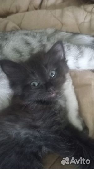 Отдам котёнка в добрые руки