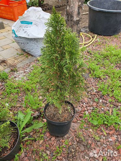 Садовые цветы и растения